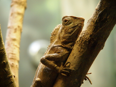 [Head and two front legs of a lizard with a fin on its back hugging an upright stick.]